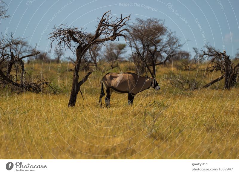 Oryx in the shade!!! Vacation & Travel Trip Adventure Far-off places Safari Summer Sun Environment Nature Landscape Sky Cloudless sky Sunlight Spring
