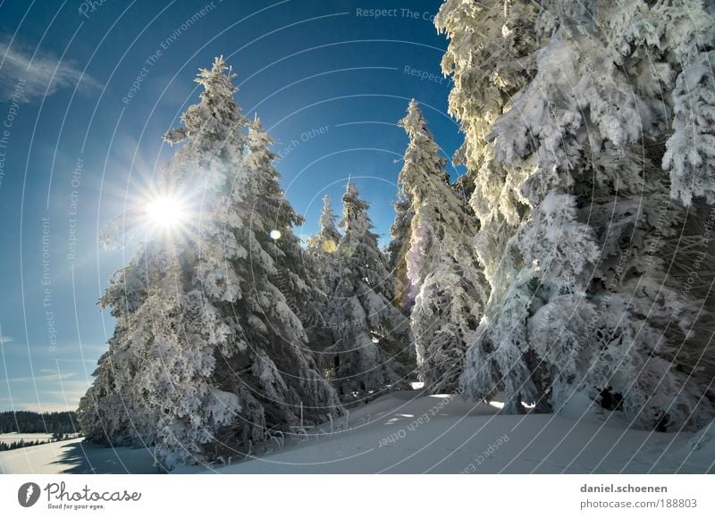 Winter for everyone, this year! Vacation & Travel Tourism Trip Snow Winter vacation Environment Nature Landscape Sunlight Weather Beautiful weather Ice Frost