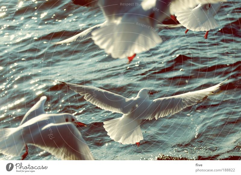 low-altitude flight Environment Nature Water Animal Bird Seagull 4 Group of animals Flying Free Infinity Freedom Lake White Colour photo Exterior shot Detail