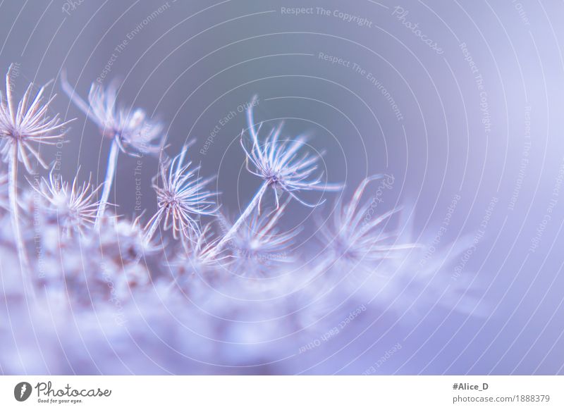 Winter Flower Abstract Nature Details Environment Landscape Climate Weather Ice Frost Plant Blossom Wild plant Exceptional Bright Uniqueness Cold Natural