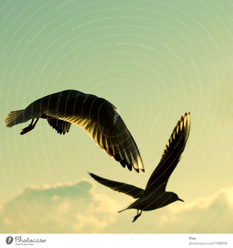 easy going Environment Nature Sky Clouds Animal Bird Seagull 2 Flying Free Happy Contentment Warm-heartedness Serene Calm Longing Freedom Wing Colour photo