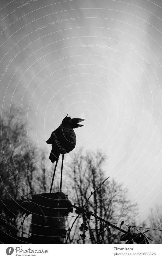The Raison d'Être? Sky Clouds Bushes Bird Figure Fence Fence post Metal Dark Gray Black Black & white photo Beak To talk Exterior shot Deserted Copy Space top