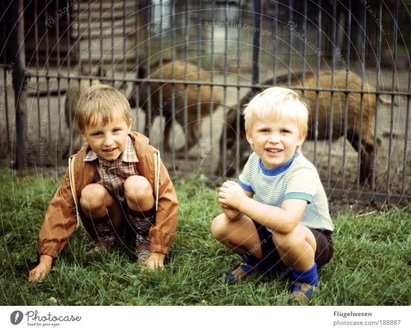 Two wild pigs Leisure and hobbies Playing Boy (child) Brothers and sisters Animal Wild animal Exceptional Blonde Vacation & Travel Wild boar Swine Zoo Enclosure