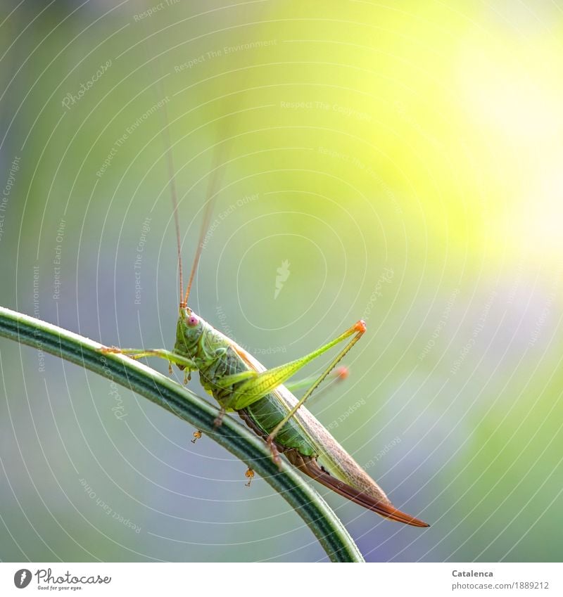 hop Summer Meadow Insect Locust 1 Animal Observe Crouch Esthetic Brown Yellow Green Violet Pink Watchfulness Design Environment Environmental protection