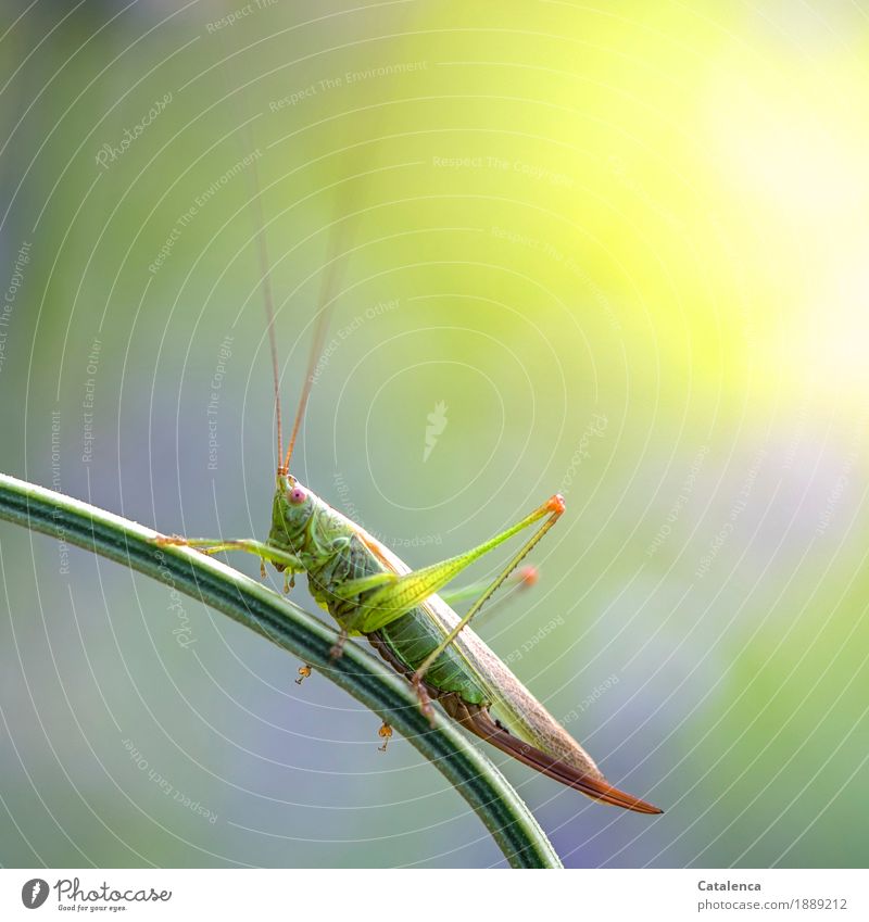 Hopper, grasshopper on a blade of grass Summer Meadow Insect Locust 1 Animal Observe Crouch Esthetic Brown Yellow Green Violet Pink Watchfulness Design