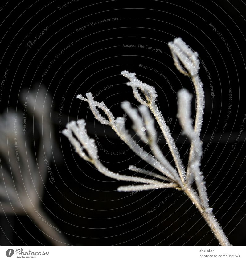 fog catcher Plant Winter Fog Ice Frost Old Freeze Glittering Cold Black White Calm Grief Death End Transience icily ossified Hoar frost Frozen Ice crystal