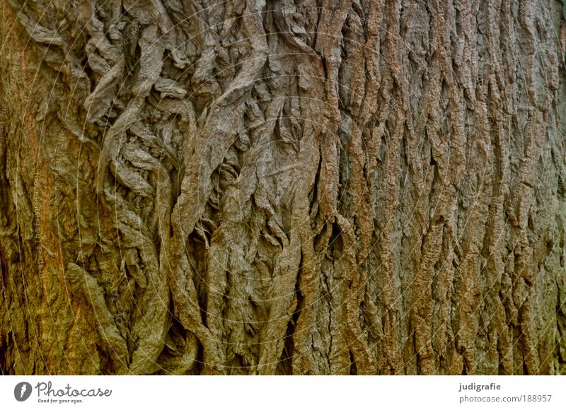 skin Nature Plant Tree Old Uniqueness Natural Brown Power Protection Skin Tree bark Rough Dry Wood Colour photo Exterior shot Structures and shapes