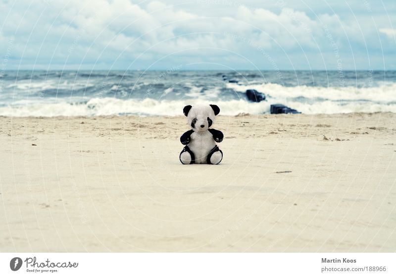 return to innocence Playing Vacation & Travel Trip Expedition Beach Ocean Nature Panda Infancy Innocent Teddy bear Toys Loneliness Independence Childish Cute