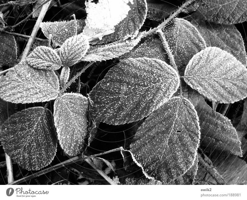blackberry leaves Environment Nature Plant Elements Earth Winter Ice Frost Snow Bushes Leaf Blackberry leaf Frozen Freeze Hang Wait Fresh Patient Calm Hope