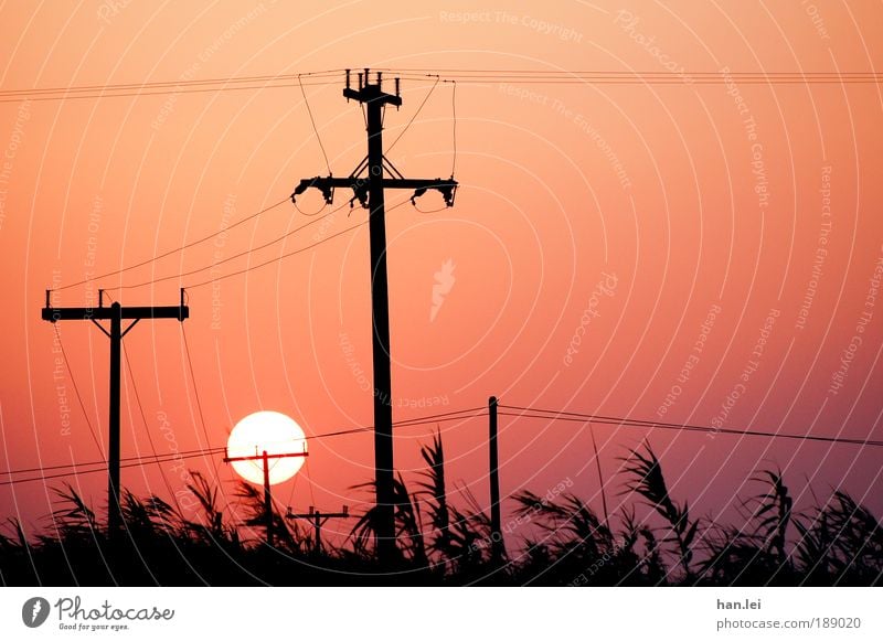 industrialisation Cable Technology Telecommunications Energy industry Communicate Electricity Electricity pylon Telegraph pole Summer vacation Common Reed