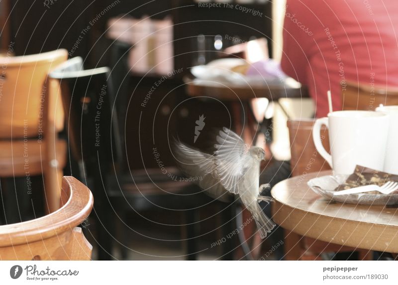 thief To have a coffee Crockery Plate Cup Fork Chair Table Restaurant Gastronomy Back Animal Wild animal Bird Observe Movement Discover Flying Feeding Brash