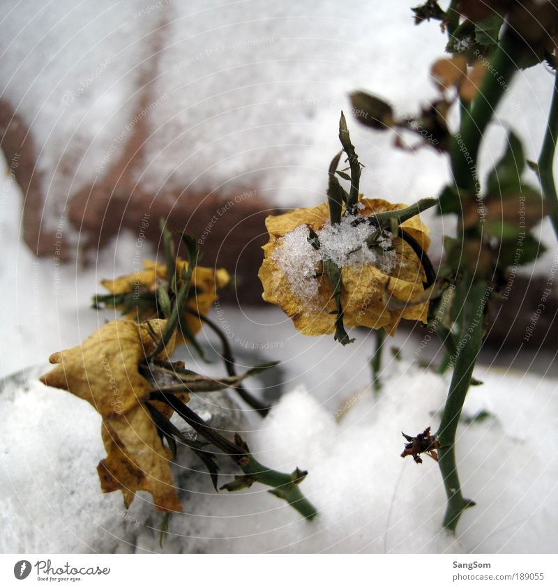 snowflake Nature Plant Winter Ice Frost Snow Flower Rose Leaf Blossom Foliage plant Agricultural crop Stone Blossoming Freeze Faded Yellow White Anticipation