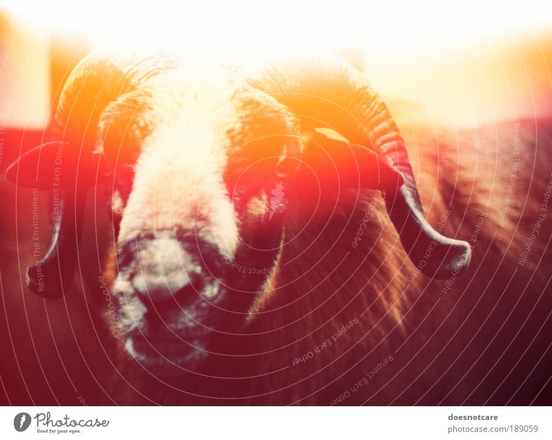The Illumination of the Ram by the Coward M. Doesnotcare Animal Farm animal Yellow Red Sheep Aries Antlers Devil Light leak lightleak Patch of light Buck Analog