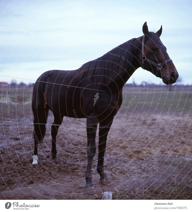 Horse in Karlshorst Earth Animal 1 Looking Stand Colour photo Exterior shot Deserted Day