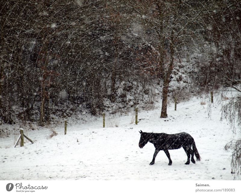 alone in the cold Nature Winter Bad weather Ice Frost Snow Snowfall Field Forest Horse 1 Animal Going Cold Wet Love of animals Reluctance Loneliness Movement
