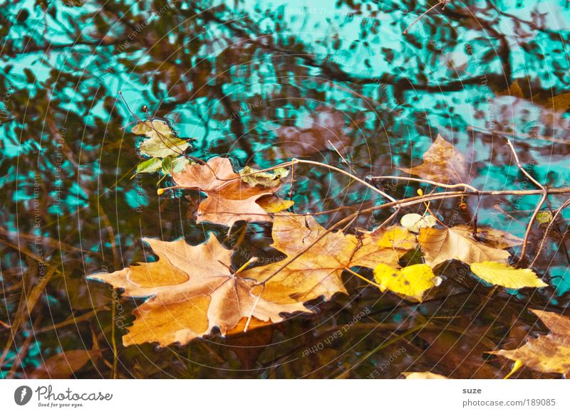 watercolour Environment Nature Landscape Water Autumn Tree Leaf Old To fall Esthetic Gold Emotions Time Autumn leaves Autumnal Seasons Deciduous forest