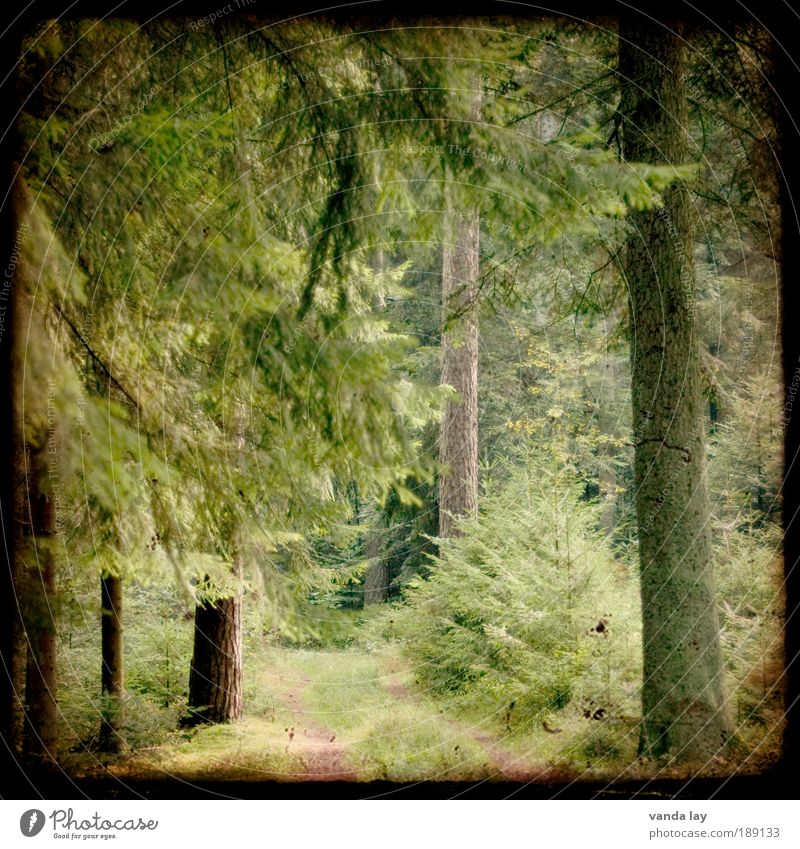fairytale forest Environment Nature Plant Spring Summer Tree Forest Lanes & trails Old Fir tree Footpath Coniferous forest Black Forest Enchanted forest