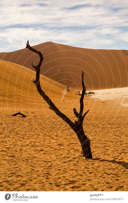 Deadvlei (Namibia) Environment Nature Landscape Plant Animal Elements Earth Sand Air Sky Clouds Sun Sunlight Summer Autumn Beautiful weather Tree Hill Desert