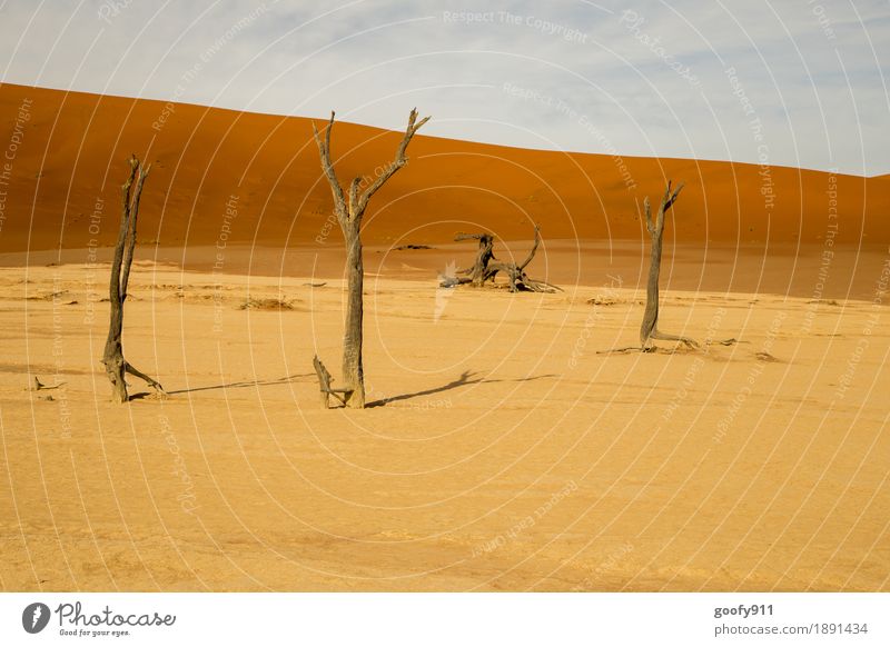 Deadvlei (Namibia) Environment Nature Landscape Plant Elements Earth Sand Air Sky Clouds Horizon Sunlight Summer Warmth Drought Tree Hill Desert Dune
