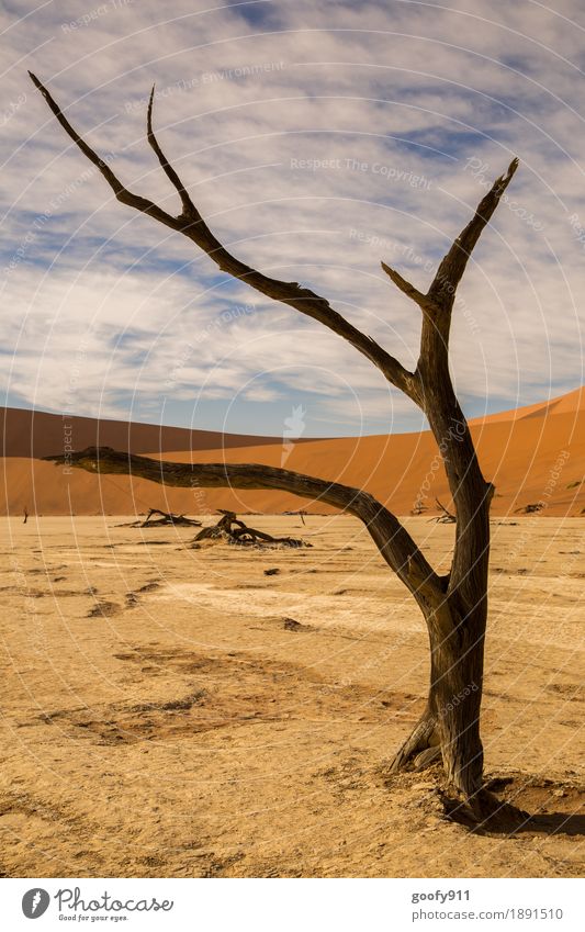 Deadvlei (Namibia) Environment Nature Landscape Plant Animal Elements Earth Sand Air Sky Clouds Sun Sunlight Summer Autumn Beautiful weather Warmth Drought Tree