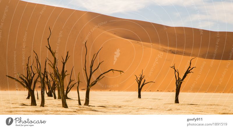 Deadvlei (Namibia) Environment Nature Landscape Plant Animal Elements Earth Sand Air Sky Clouds Sun Sunlight Summer Autumn Beautiful weather Warmth Drought Tree