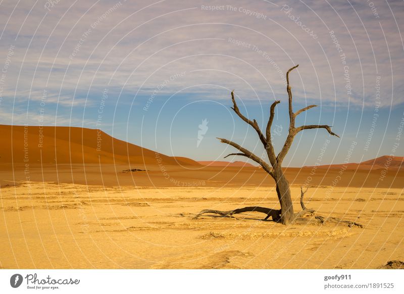 Deadvlei (Namibia) Environment Nature Landscape Plant Elements Earth Sand Air Sky Clouds Sunlight Summer Beautiful weather Warmth Drought Tree Hill Desert Dune