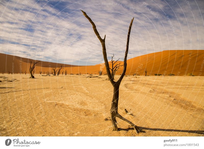 Deadvlei (Namibia) Environment Nature Landscape Plant Elements Earth Sand Air Sky Clouds Horizon Sunlight Summer Beautiful weather Warmth Drought Tree Hill