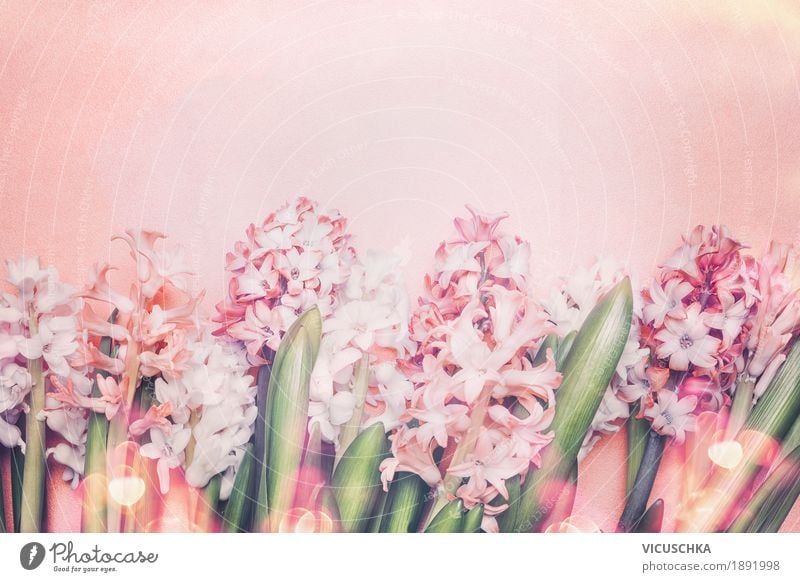 Beautiful hyacinth flowers on pastel background Style Design Summer Decoration Feasts & Celebrations Mother's Day Easter Birthday Nature Plant Spring Flower