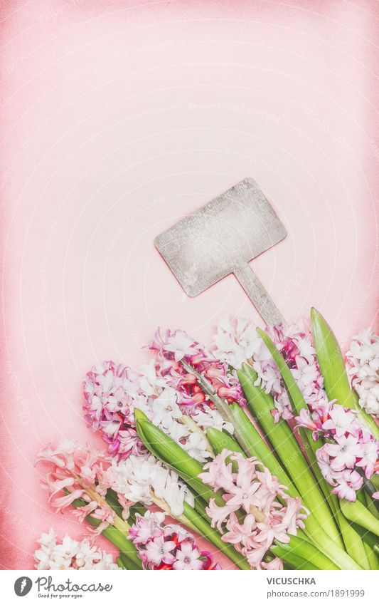 Beautiful hyacinth flowers and empty wooden shield Design Garden Nature Plant Spring Flower Leaf Blossom Blossoming Pink Style Background picture Composing