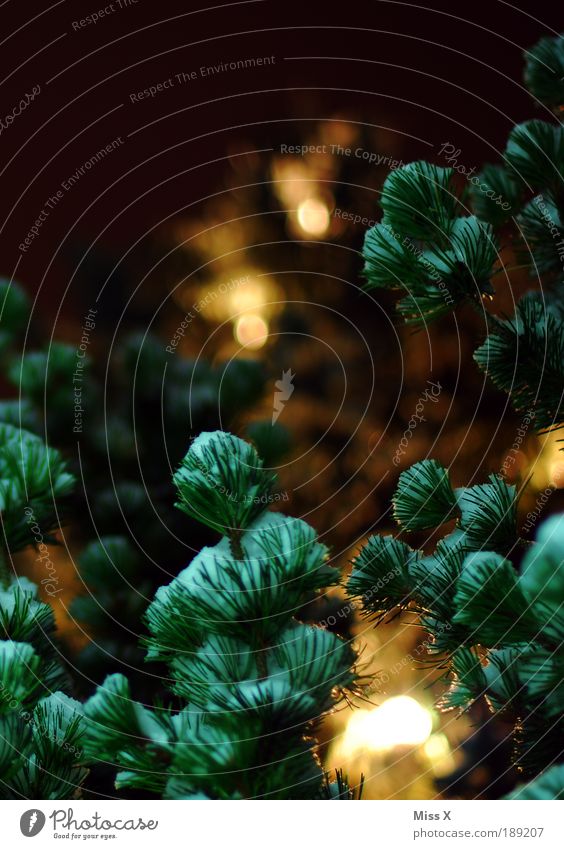 Behind Christmas Tree Nature Night sky Winter Snow Leaf Park Illuminate Dark Bright Warmth Fir tree Fir needle Twigs and branches Christmas tree Colour photo