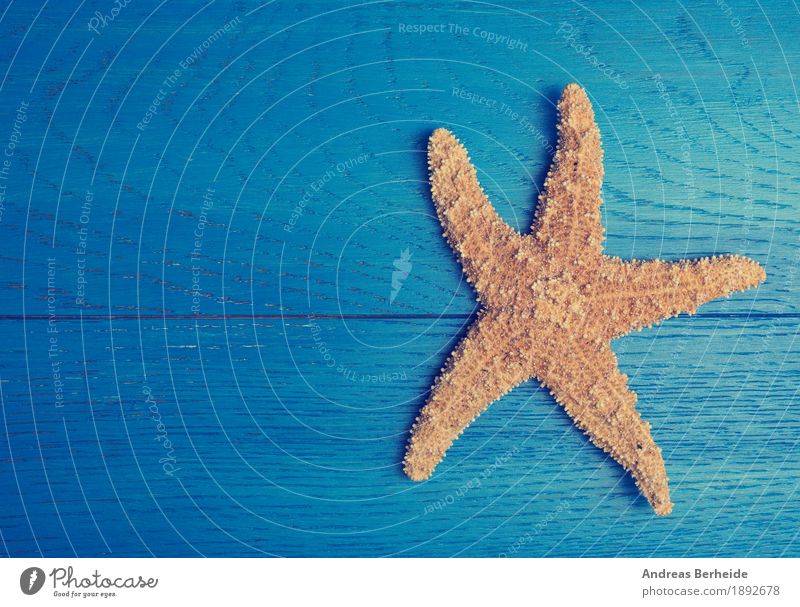 starfish Vacation & Travel Ocean Wall (barrier) Wall (building) Relaxation Dream Starling vacation trip blue wood wooden weathered textured old decorative