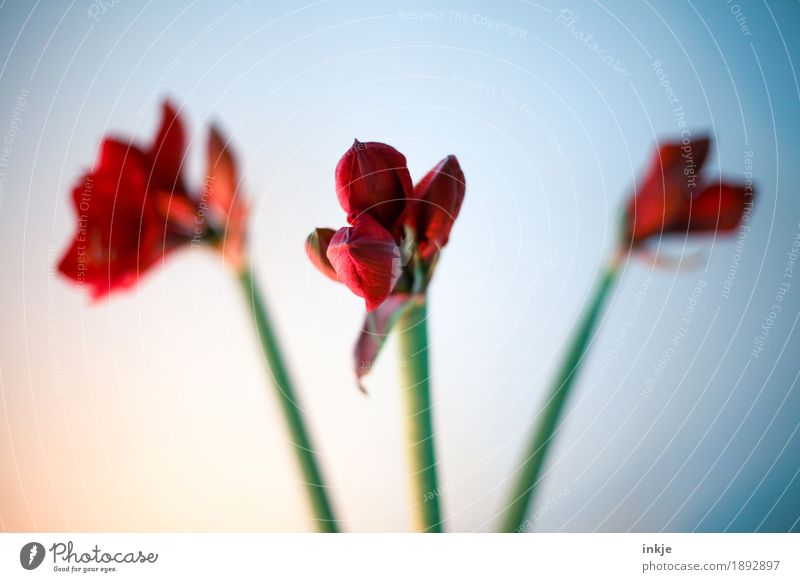 amaryllis Winter Flower Blossom Amaryllis Blossoming Green Red 3 Stalk Vignetting Complementary colour Bud Christmas decoration Christmas & Advent Colour photo