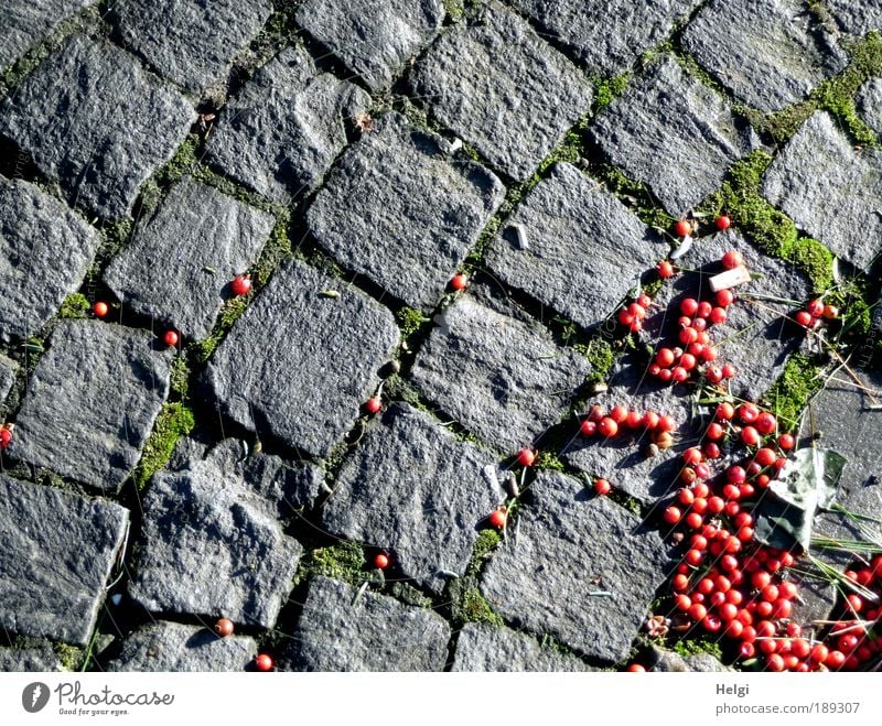 grey-red Environment Winter Beautiful weather Street Stone Lie Esthetic Small Natural Gray Green Red Bizarre Lanes & trails Paving stone Cobblestones Pavement