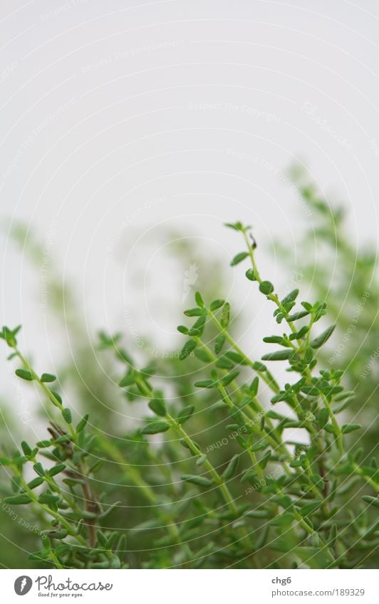 Thyme at its finest Nature Plant Leaf Agricultural crop Fresh Delicious Natural Green White Healthy Herbs Colour photo Close-up Detail Copy Space top
