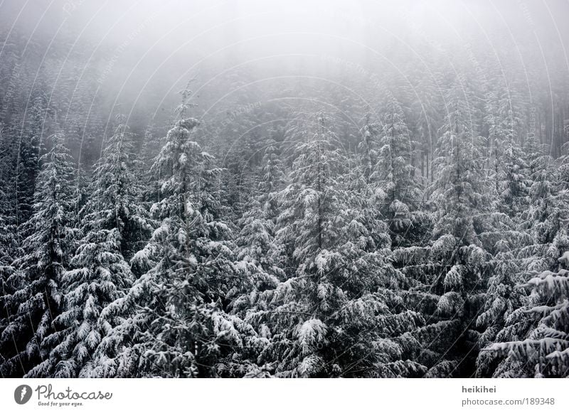 S C H W A R Z forest Environment Nature Landscape Plant Earth Winter Fog Ice Frost Snow Tree Forest Mountain Cold Gray Black White Colour photo Subdued colour