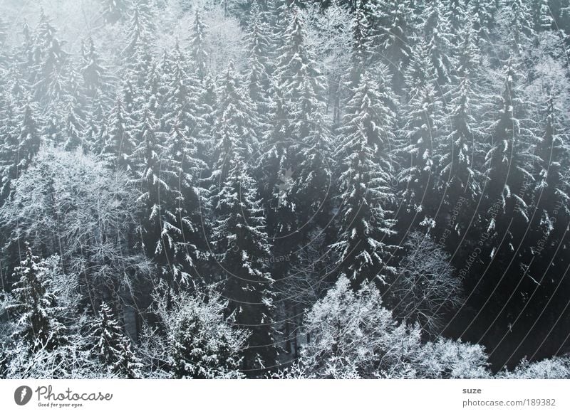 ghost forest Calm Winter Environment Nature Landscape Plant Weather Fog Ice Frost Tree Forest Authentic Dark Cold Gray Black Grief Sadness Fir tree Snowscape