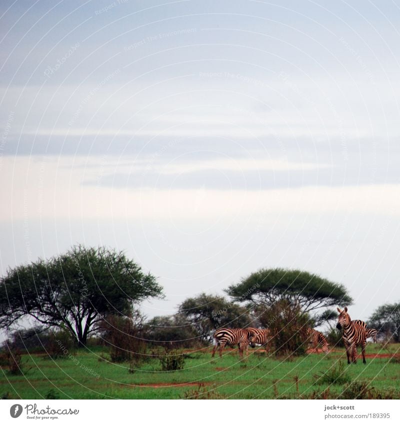 Zebra Group Safari Sky Tree Exotic Savannah Kenya Wild animal Group of animals Together Agreed Adventure Freedom Environment Tropical Subdued colour