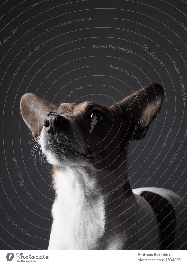 Jack Russell Terrier studio recording Human being Pet Farm animal Dog Smart Watchfulness portrait Workshop Background picture brown copy cute