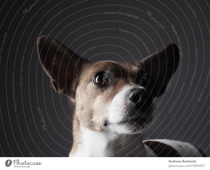 Jack Russell Terrier studio recording Human being Pet Dog 1 Animal Friendliness Smart Watchfulness portrait Workshop Background picture brown copy cute