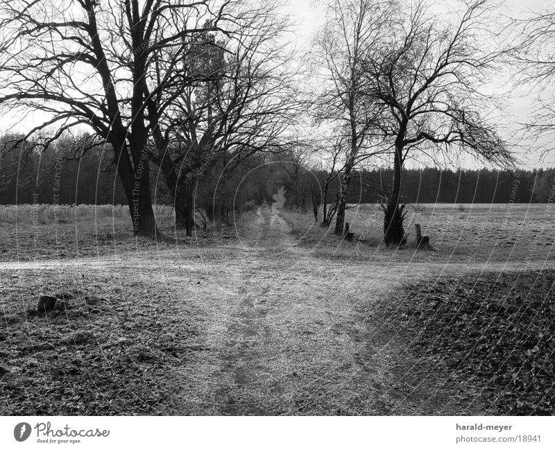 on the way Winter Tree Lanes & trails Black & white photo Mixture