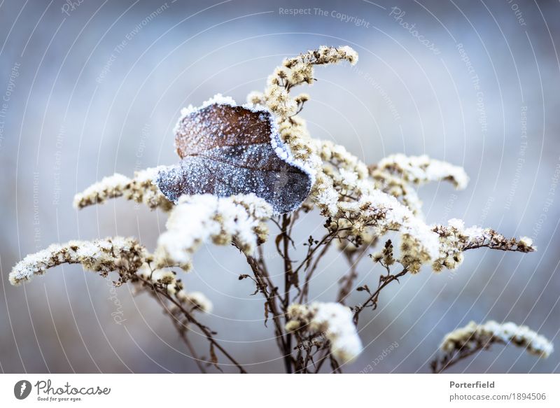 Frozen Leaf Plant Ice Frost Snow Bushes Field Forest Idyll Cold Earth Colour photo Exterior shot Close-up Detail Macro (Extreme close-up) Deserted Day Sunlight