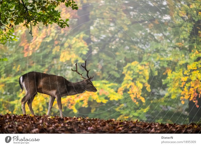 autumn forest Landscape Autumn Beautiful weather Tree Leaf Forest Animal Wild animal Pelt 1 Brown Multicoloured Yellow Gold Green Roe deer Colour photo