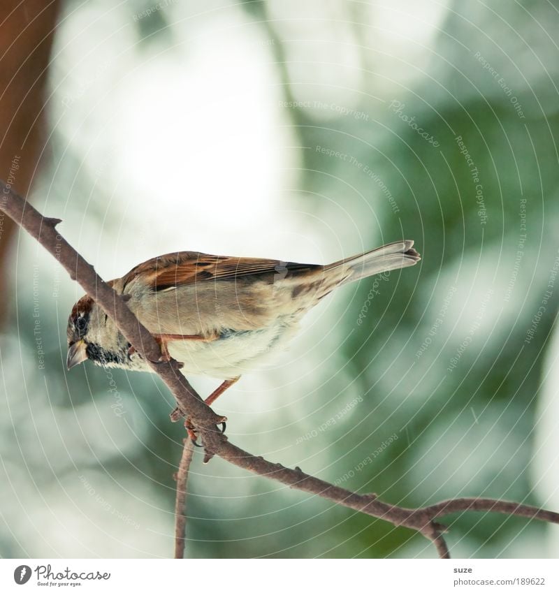 Think --> Winter Garden Animal Wild animal Bird Sparrow Feather 1 Sit Wait Small Cute Brown Green Song Songbirds Twig Beak Ornithology Sing Domestic