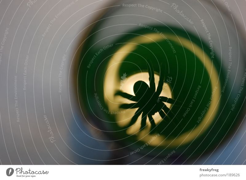 The view into the glass Spider 1 Animal Glass Exceptional Threat Dark Green Concern Pain Longing Loneliness Inhibition Horror Dangerous Distress Perturbed