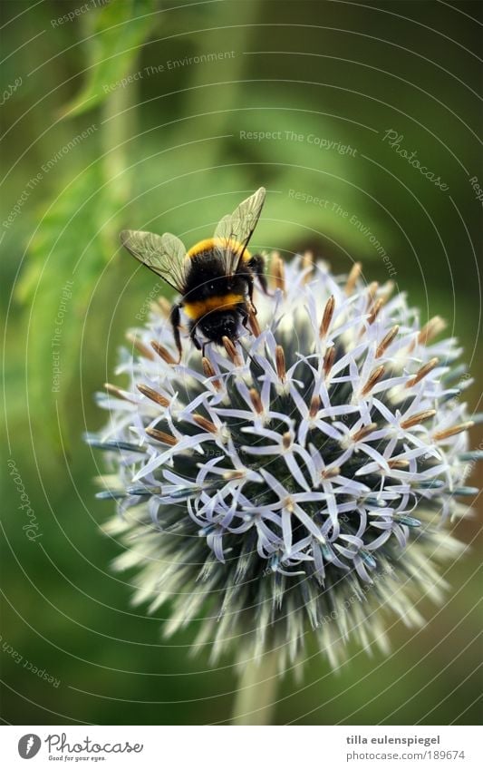 ° Vacation & Travel Trip Environment Nature Plant Summer Animal Wild animal Bee Wing 1 Touch Discover Crawl Natural Effort Resolve Thistle Thistle blossom
