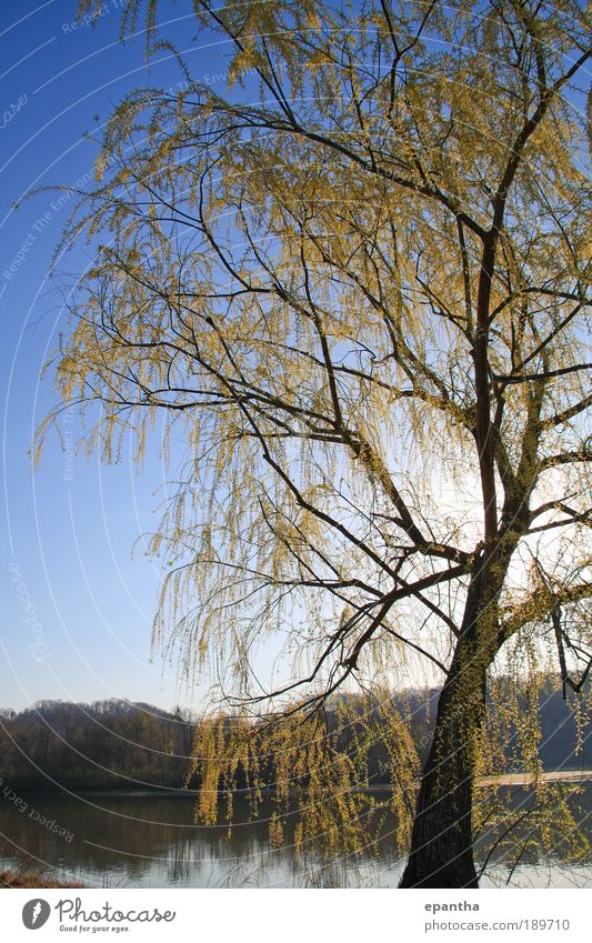 Willow Tree Environment Nature Landscape Plant Sky Cloudless sky Sunlight Spring Beautiful weather Leaf Foliage plant Park River Blossoming Esthetic Authentic