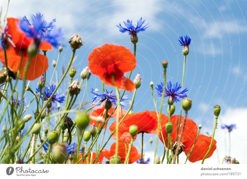 blue-white red Environment Nature Plant Sky Spring Summer Climate Beautiful weather Flower Grass Leaf Blossom Meadow Field Blue Red White Poppy Poppy blossom