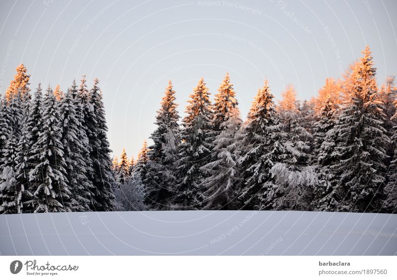 Snow at last Nature Landscape Cloudless sky Sun Winter Fir tree Forest Black Forest Illuminate Moody Joy Expectation Cold Climate Environment Change