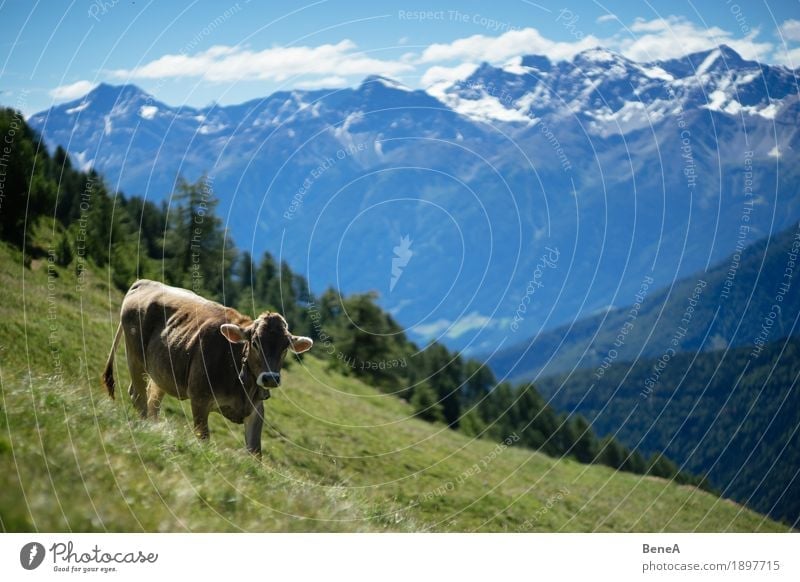 Cow in the alps Summer Nature Relaxation Idyll Kitsch Environment Vacation & Travel Alpine Blue sky Italy Switzerland Alps Alpine pasture Animal To feed Grass