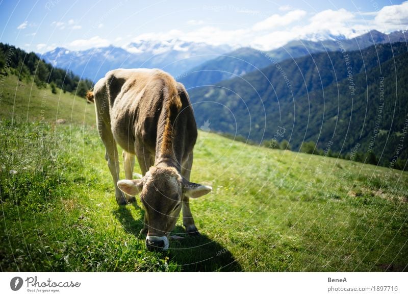 Cow in the alps Summer Nature Relaxation Idyll Environment Vacation & Travel Alpine Blue sky Italy Switzerland Alps Alpine pasture Mountain meadow Animal